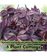 8 Cuttings Tradescantia &quot;Burgundy&quot; Dark Purple - $27.03 CAD