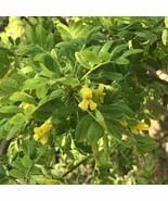 Siberian Pea Shrub, Pea Tree,  Caragana seeds for Hedging, Windbreaks, S... - $4.31+