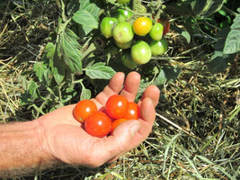 50 Seeds Baby Bottle Tomato Vegetable Fresh Seeds - £5.36 GBP