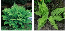 Common Ladyfern Plants - 10 Lady Fern Roots/Root Systems - Athyrium fili... - $62.99
