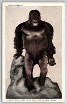 San Antonio Texas African Gorilla Albert&#39;s Buck Horn Curio Shop Adv Postcard H27 - $9.95