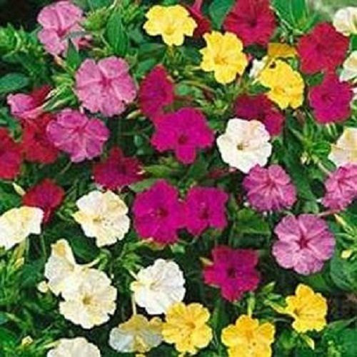 25 Four-o-clock Mix-1095A