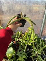 Cactus Golden Rat Tail Aporocactus Flagelliforms 2.5&quot; Tall Pot Live Plant - £12.78 GBP