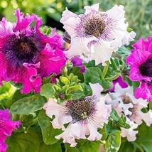 Petunia Superbissima Cerny’S Triumph Mix 25 Flower Seeds Gardening USA S... - £8.24 GBP