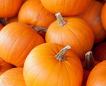 50 Small Sugar Pumpkin Seeds Great For Pie Fast Shipping - $8.99