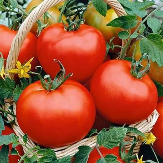 50 Seeds Floradade Tomato Juicy Tomatoe Vegetable Garden Edible Food - $9.63