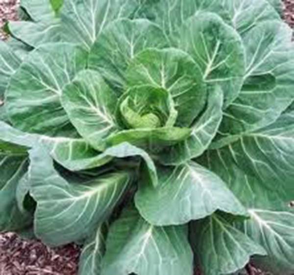 COLLARD GREENS SEED, GEORGIA SOUTHERN, HEIRLOOM, ORGANIC 1000 SEEDS, NON GMO