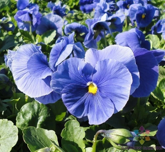 200 Delta Pure Light Blue Pansy Viola Seeds Fresh Seeds - $9.86