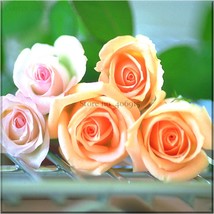 Heirloom Golden Pink Mixed Rose Flower Seeds, Professional Pack, 20 Seeds, fragr - £2.37 GBP