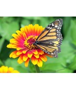 BRN 50 Sombrero Zinnia Elegans Mexican Zinnia Haageana Orange Red Yellow... - $18.81 CAD