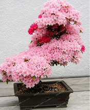 10Seeds Bonsai Tree Japanese Sakura Bonsai Japanese Cherry Blossoms Flowers Bons - $10.87