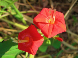 IPOMOEA COCCINNEA, rare honey bee butterfly vine red morning glory seed 20 seeds - £11.96 GBP