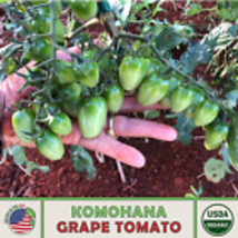 Hawaiian Komohana Grape Tomato 10 Seeds, Premium, Open-Pollinated Organi... - £11.11 GBP