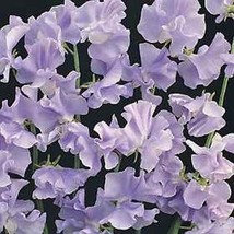 SEPTH Sweet Peas- Royal Lavender- 15 seeds   BOGO 50 % sale - $6.06