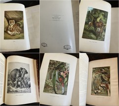 Item image 15