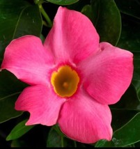 OKB Mandevilla (Dipladenia) Madinia Pink Starter Plants - £21.62 GBP