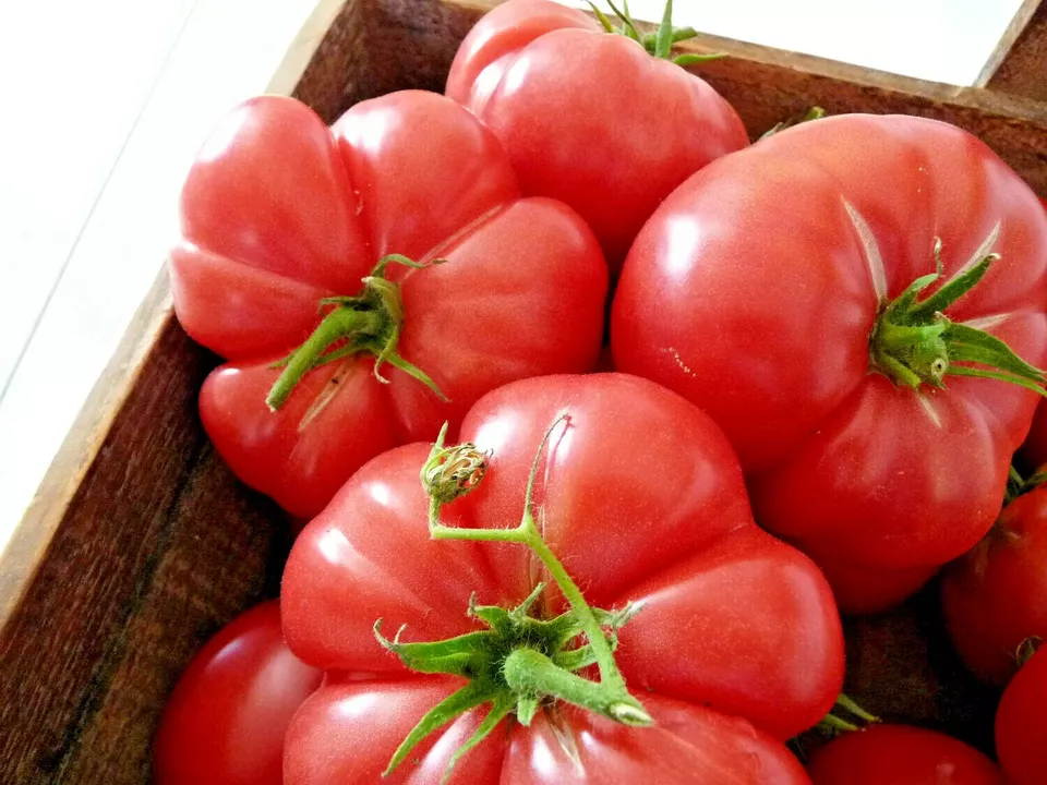 Semilir 51 Mortgage Lifter Tomato Seeds Organic Native Vegetable Supplier - $9.56