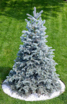 VP 50 Colorado Blue Spruce Tree Picea Pungens Glauca Christmas Tree Silver Seeds - £3.65 GBP