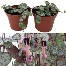 2 Pack 2.5&quot; Pots Ceropegia Woodii Indoor Plants Rosary Vine String of Hearts  - £59.13 GBP