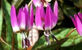 10 Pcs Pagoda Hardy Violet Flower Seeds #MNHG - £13.18 GBP