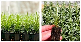 Curry Helichrysum Angustifolium Herb Organic Starter Plug Live Plant - £24.28 GBP