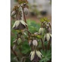 USA Seller 30 Aquilegia Chocolate Soldier Bi-Color Perennial Flower Seeds Fast S - £16.61 GBP