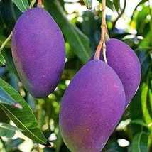 World’s Costliest Purple Original 1 Miyazaki Mango Plant  Tamago Eggs Of Sun  - £19.81 GBP