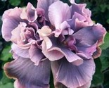 20 Double Gray Purple Seeds Flowers Flower Seed Perennial Bloom Fresh Ga... - $9.98