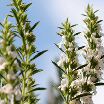 Winter Savory (Satureja Montana) - 25 seeds - £3.19 GBP