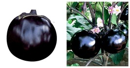 150 Explore The World Of Black Round Eggplant Seeds International Ship - £17.51 GBP