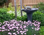 Sale 200 Seeds Cottage Pinks (Garden, Laced, Or Feathered Pink) Dianthus... - $9.90