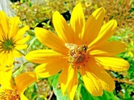 Western No Leaf Sunflower 50 + Pure Seed  Prairie Wildflower  - £5.14 GBP