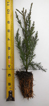 10 Giant Sequoia Tree - California Redwood -  Potted - 5&quot; - 8&quot; tall Seedling - £44.19 GBP