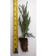 10 Giant Sequoia Tree - California Redwood -  Potted - 5&quot; - 8&quot; tall Seed... - $77.04 CAD