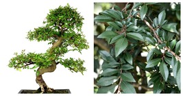 Live Plant - Chinese Elm Tree ( Lacebark ) - ( 2.5 QT ) - Great for Bonsai - $69.99