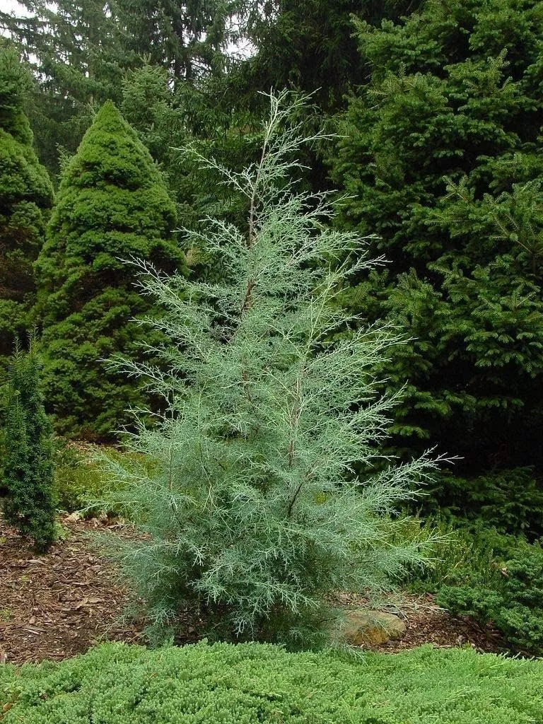 10 starter plant Carolina Sapphire Cypress Tree - £80.55 GBP