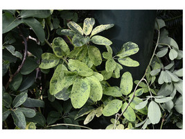 Akebia Quinata Brookside Variegated Chocolate Vine 1 Plant Fresh Seeds - £58.17 GBP