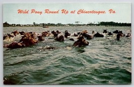 Horses Chincoteague VA Mares Stallions Pony Swim Assateague Island Postc... - $5.95
