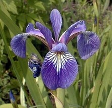 Harlequin Blue Flag Iris 10Seediris Versicoloraquatic Fresh Garden USA SELLER - £31.33 GBP