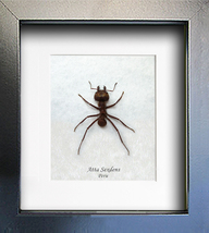 Real Leafcutter Ant Atta Sexdens Framed Entomology Collectible Shadowbox - $48.99