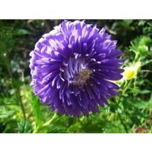 Duchess Dark Blue Paeony Aster Flower 30 Seeds #SFB11 - $18.17
