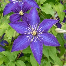 25 Rhapsody Clematis Seeds Climbing Plumeria Bloom Seed 732 Gardening USA SHIPPI - £7.23 GBP