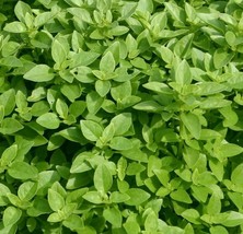 SEPT Spicy Globe Basil Seeds 300+ Herb Garden Culinary Spice Annual - $5.88