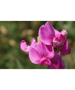 New Fresh Seeds 25 Sweet Peas Seeds - $1.80