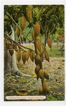 Bearing Cocoa Tree Jamaica Postcard Greetings from Jamaica Duperly &amp; Son - £11.04 GBP