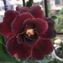 BELLFARM Adenium Redish Black Big Blooms Flower Seeds 2 seeds profession... - $6.59