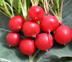 200 Radish Cherry Belle Seeds - £6.36 GBP