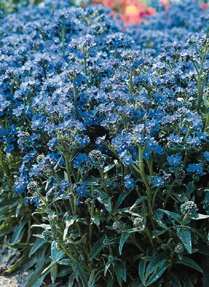 Anchusa capensis Blue Angel 2,000 seeds - $34.29