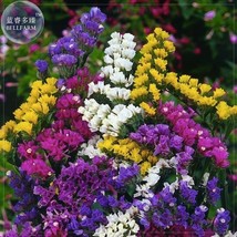 New Fresh Sinuata Pacific Mixed Statice Flowers Pack 30 Seeds Annual Open Pollin - $4.72