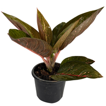 Aglaonema Siam by LEAL PLANTS ECUADOR | Chinese Evergreen |Natural Décor... - $23.00